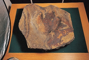 문화재청 소유 공룡발자국.jpg