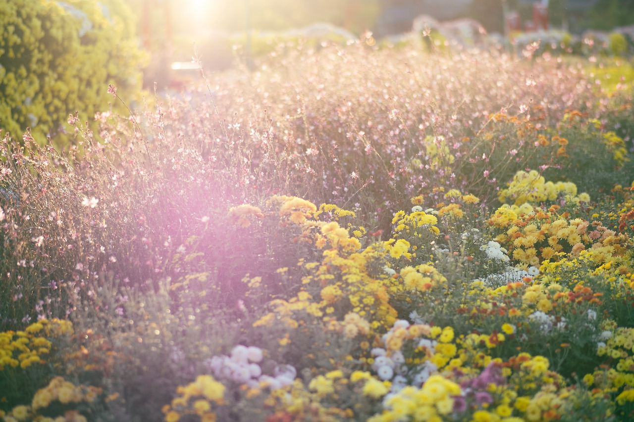 국향대전2 (9).jpg