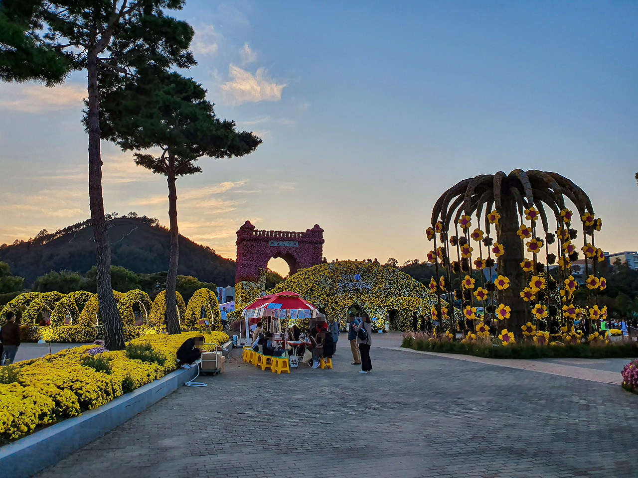함평국화축제 국향대전 (3).jpg
