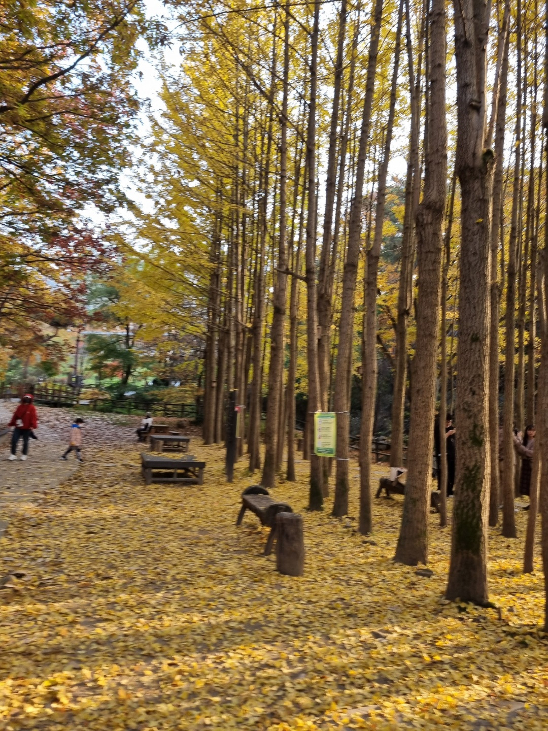 은행나무길 은평 마실길.jpg