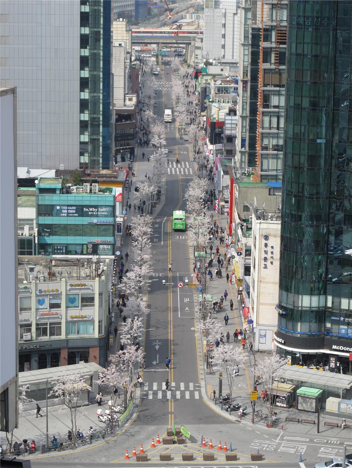 본문2_연세로 전경(조성 후).jpg