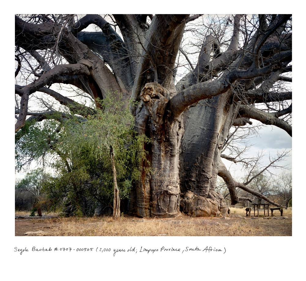 Rachel Sussman-Baobab_sagole_0707_00505.jpg
