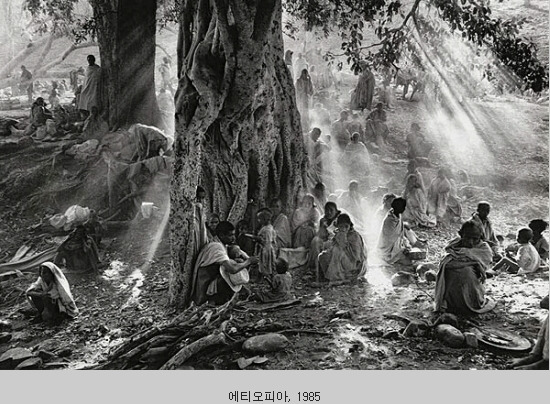 살가도의 나무 01.jpg