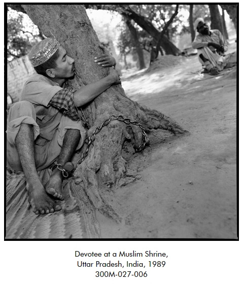 메리 엘렌 마크의 나무.jpg