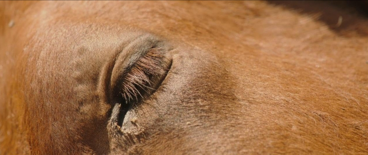 영화 팀북투 17.jpg