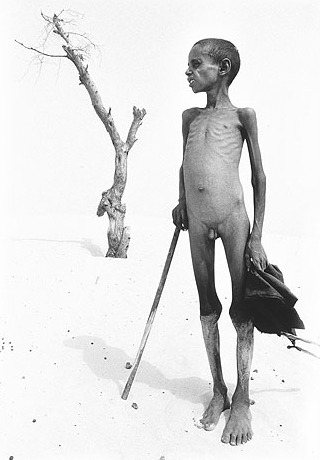 살가도의 나무 04.jpg