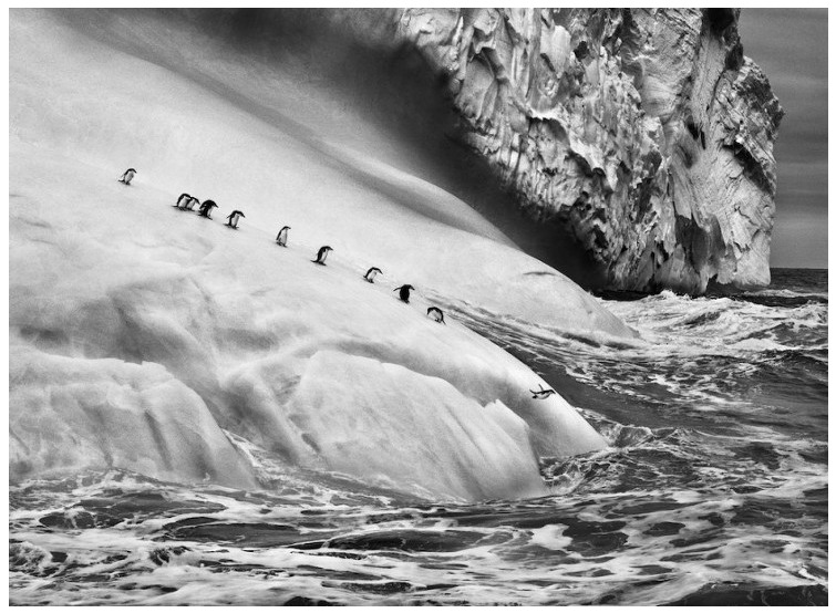 세바스티앙 살가도.jpg