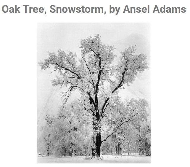 앤젤 아담스의 나무 01.jpg