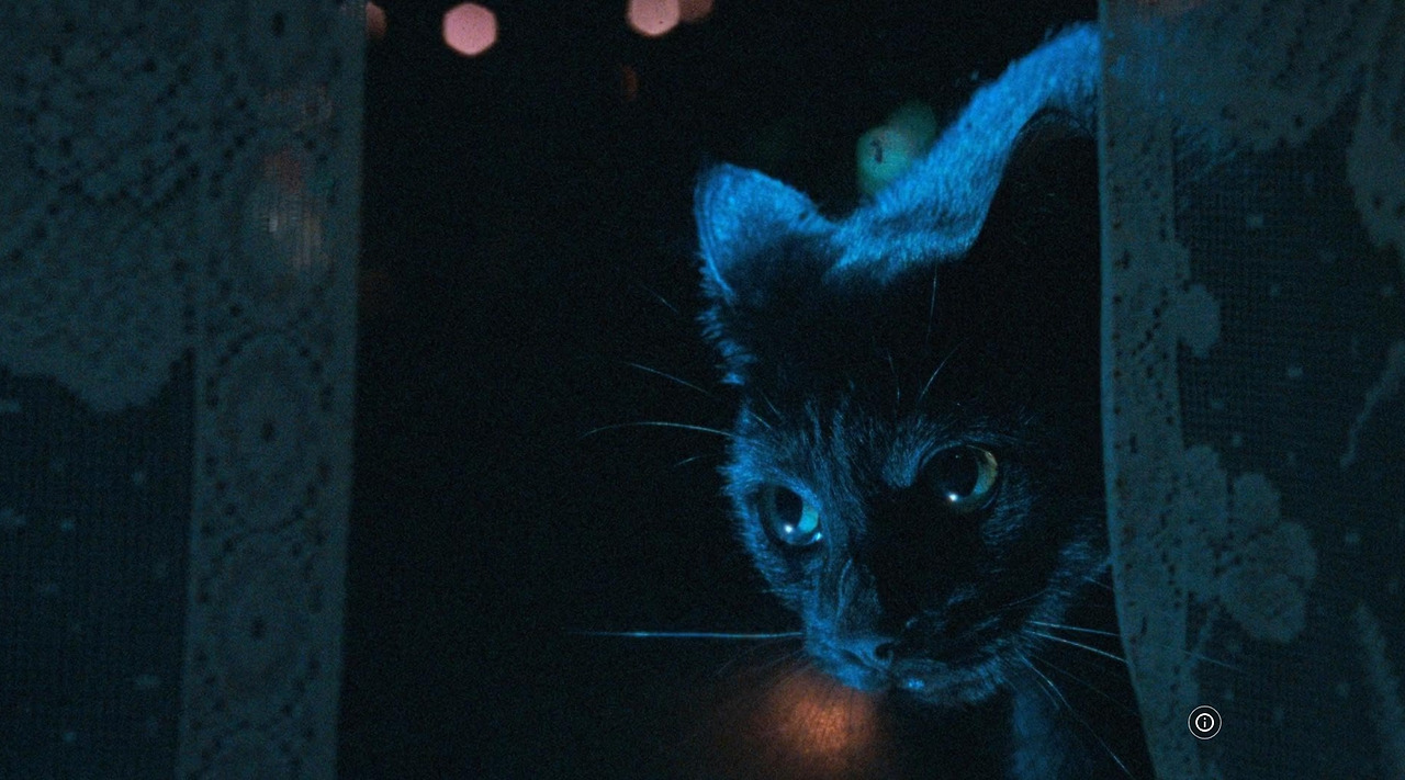 영화 검은 고양이 10.jpg