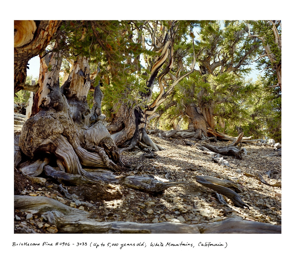 Rachel Sussman-Bristlecone_0906_3033.jpg
