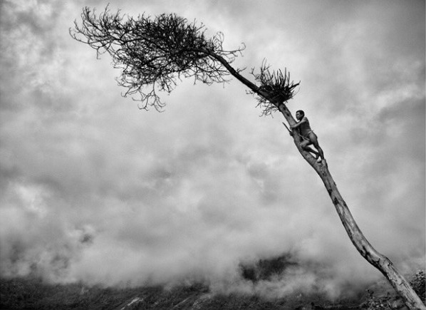 살가도의 나무 03.jpg