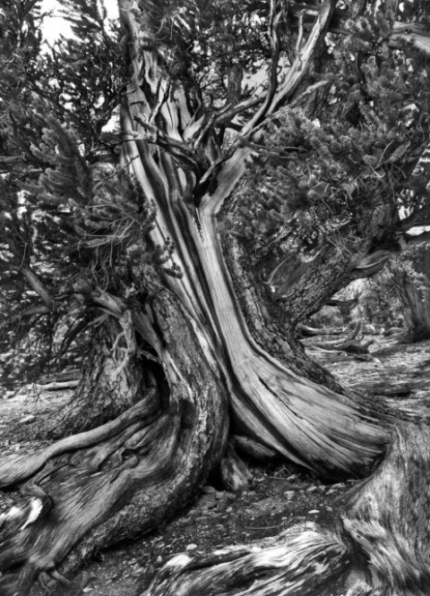 살가도의 나무 02.jpg