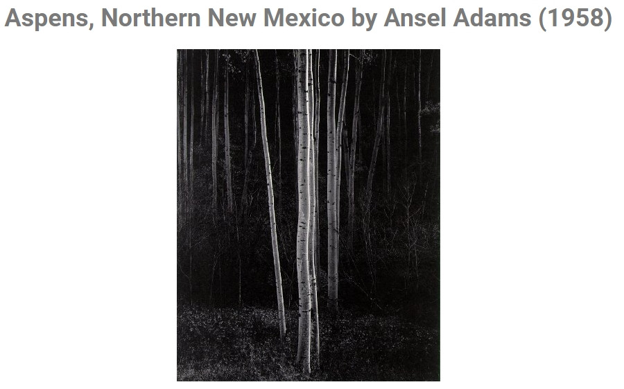 앤젤 아담스의 나무 02.jpg