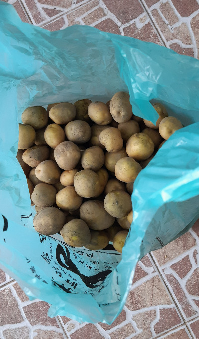 감자 주운 것.jpg