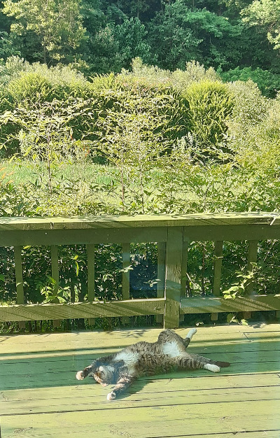 포치에 누운 까불이.jpg