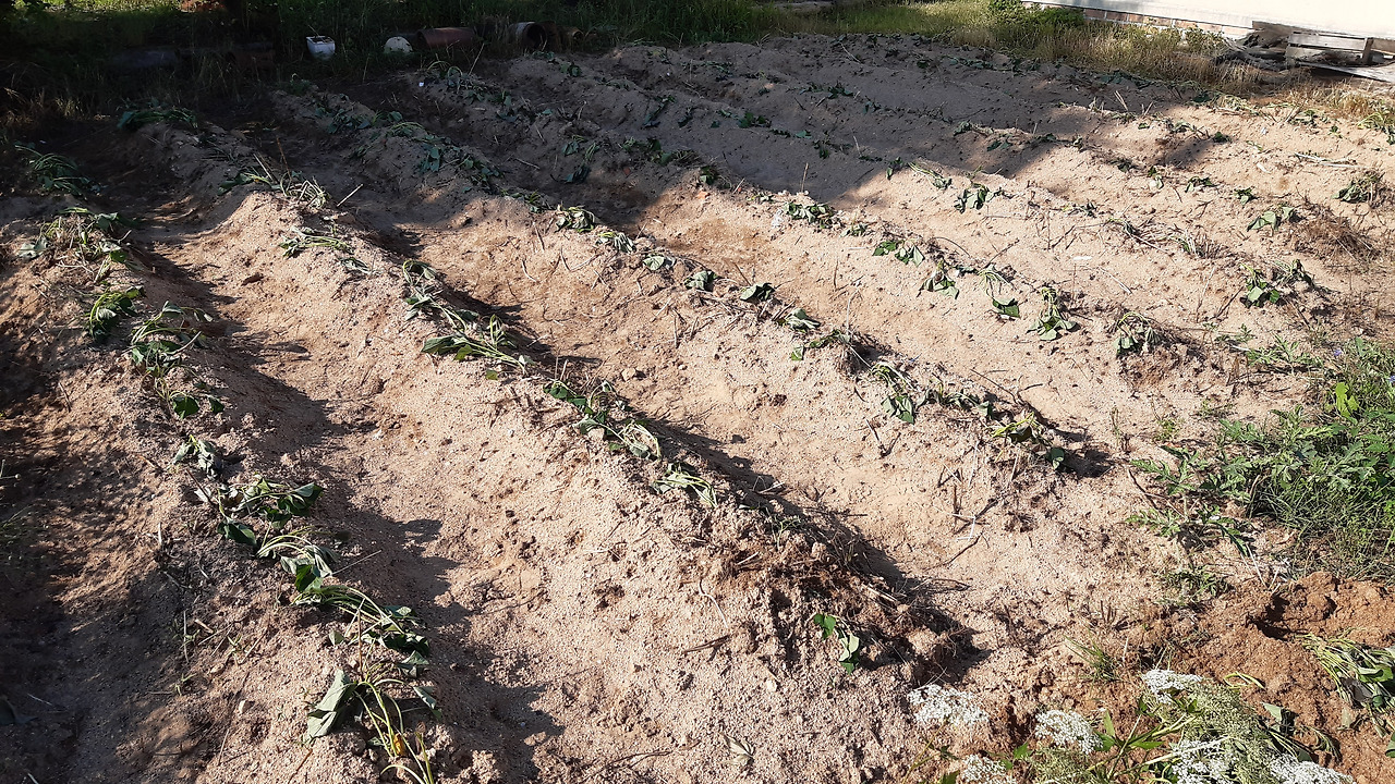 20250623_171254 (1).jpg