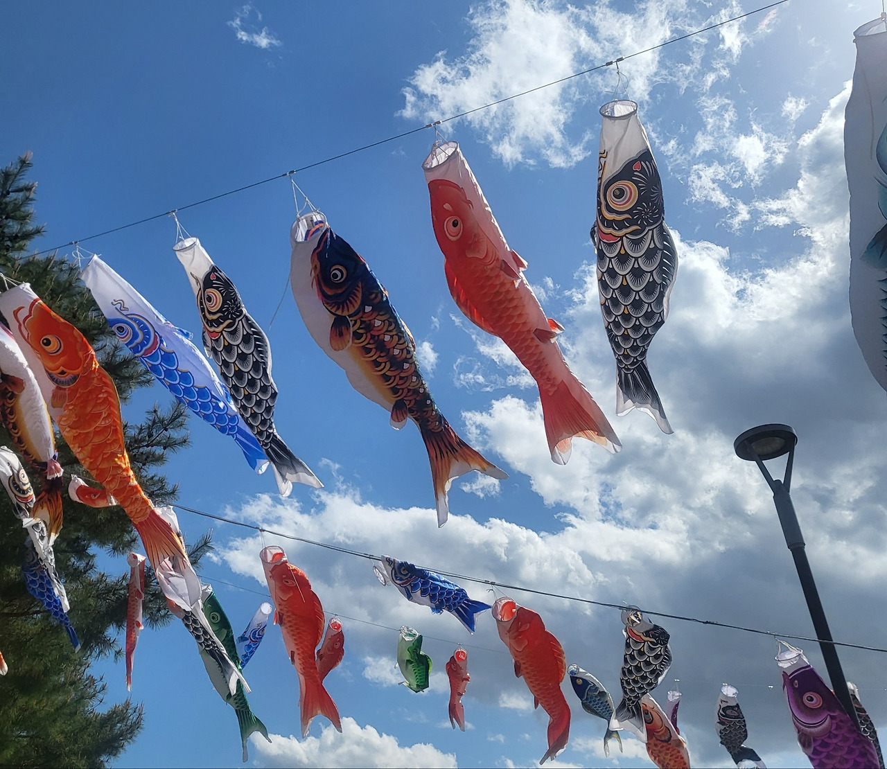 코이노보리 2.jpg