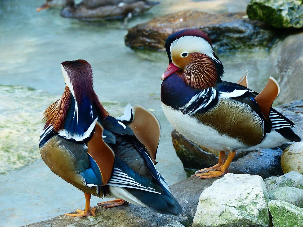mandarin-ducks-1714342_1920.jpg