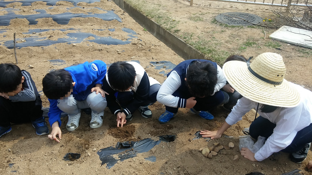 12강 감자심기2.jpg