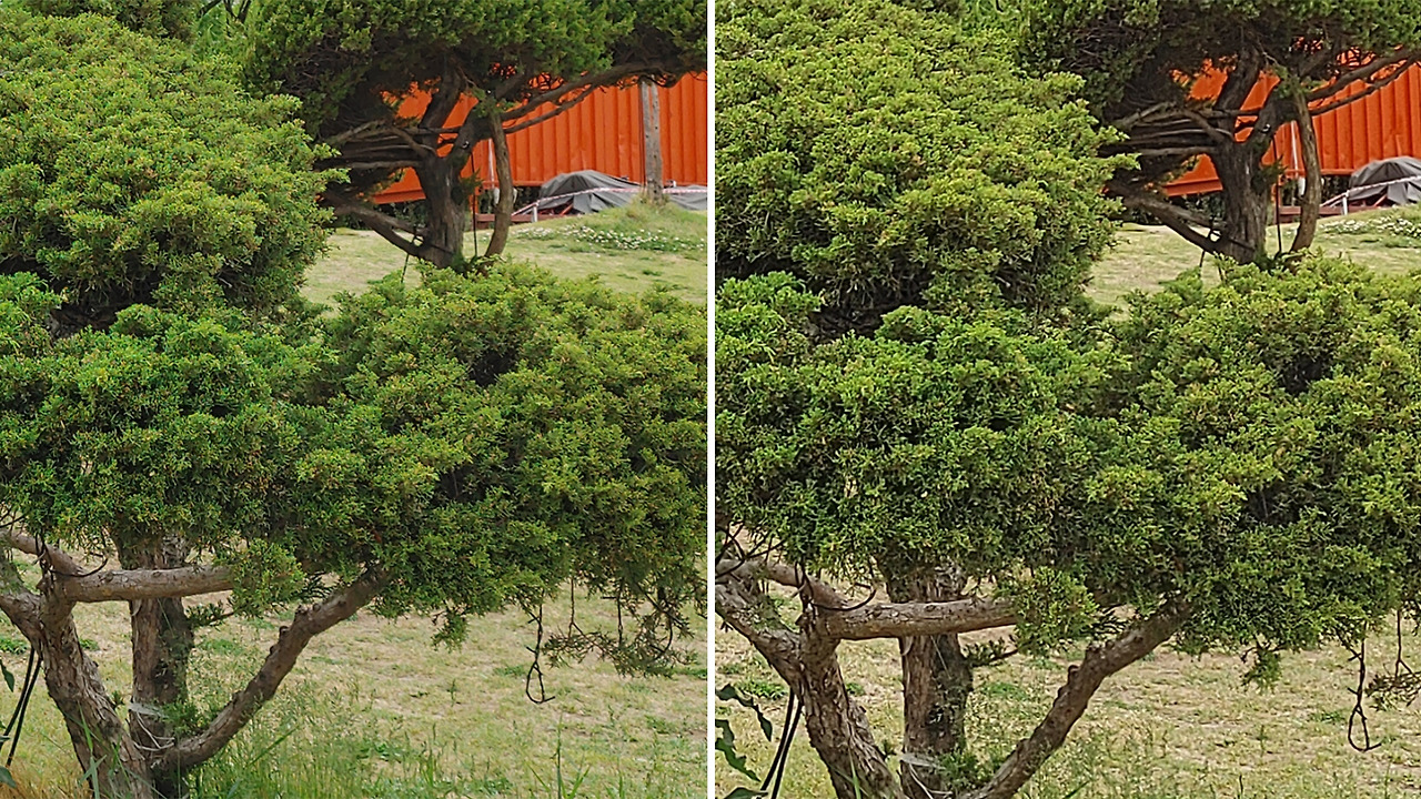 나무_4800만 화소 vs 1200만 화소.jpg