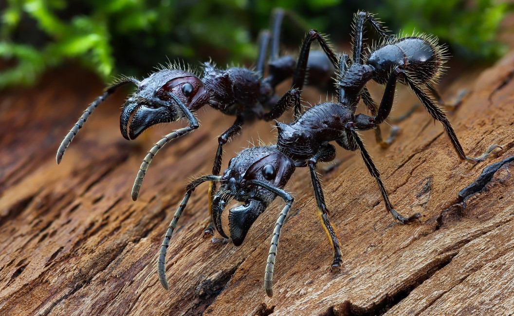 총알개미, 이미지 출처 flickr.jpg