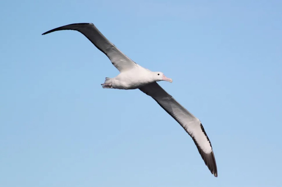 알바트로스, 출처 BBC.jpg