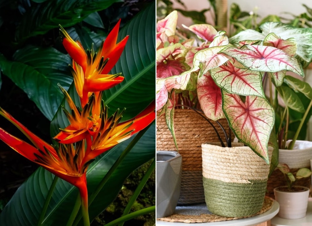 정글 플랜트인 극락조화와 칼라디움.jpg