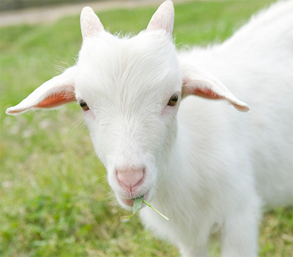 제가 원래 양이었다구요, 이미지 출처 농사로.jpg