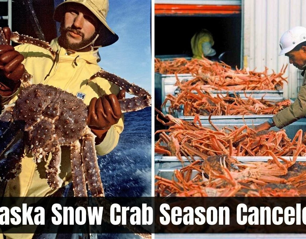 Alaska-Snow-Crab-Season-Canceled-1024x800.jpg