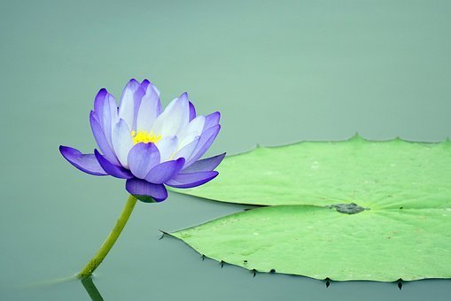 lotus-ffflower-4362254__340.jpg