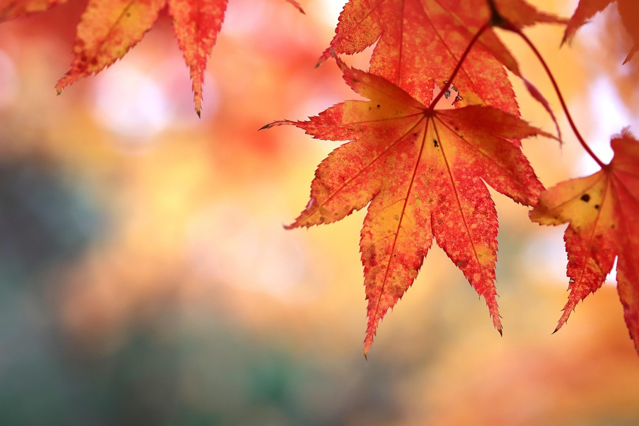 autumn-leaves-6884411_1280.jpg