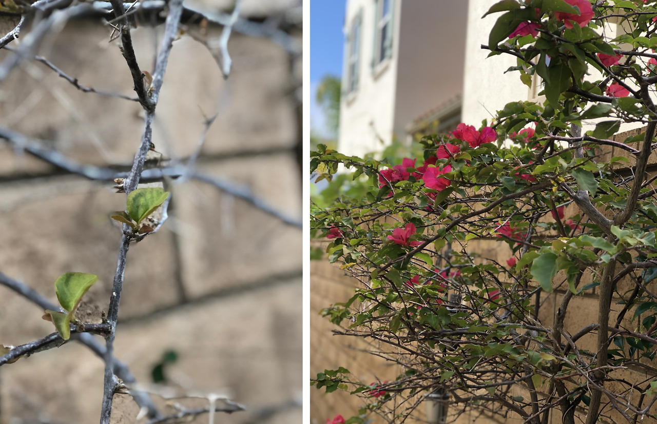 Bougainvillea spectabilis_shoot.jpg