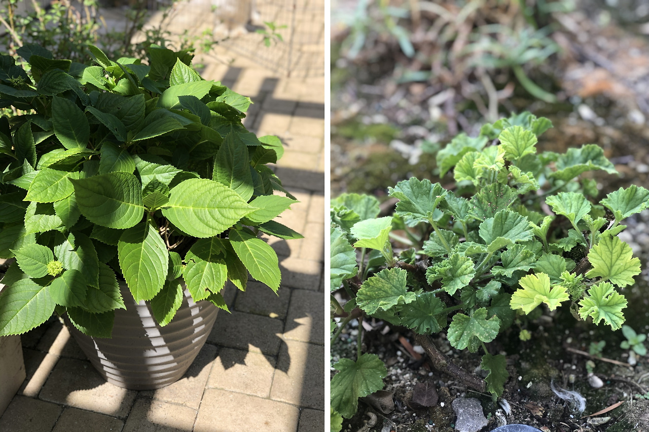 hydrangea and geranium.jpg