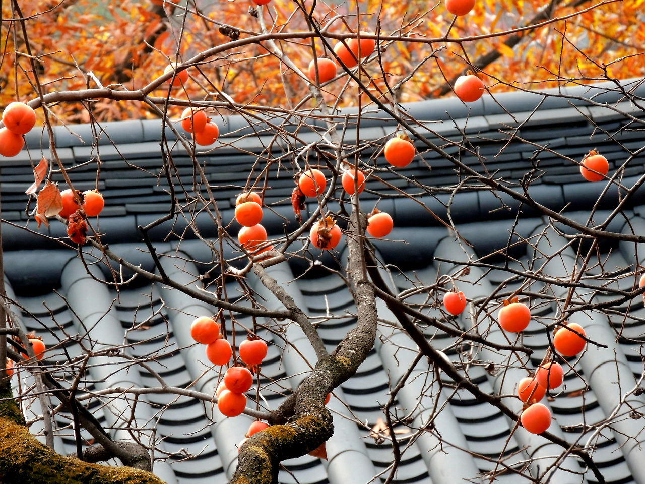 길상사 가을 2.jpg