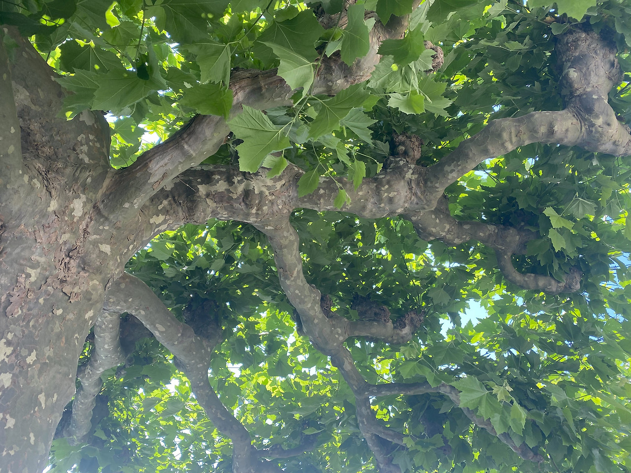 메어스부르그 나무2.jpg