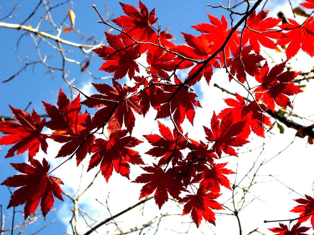 18-단풍과 흰구름.jpg