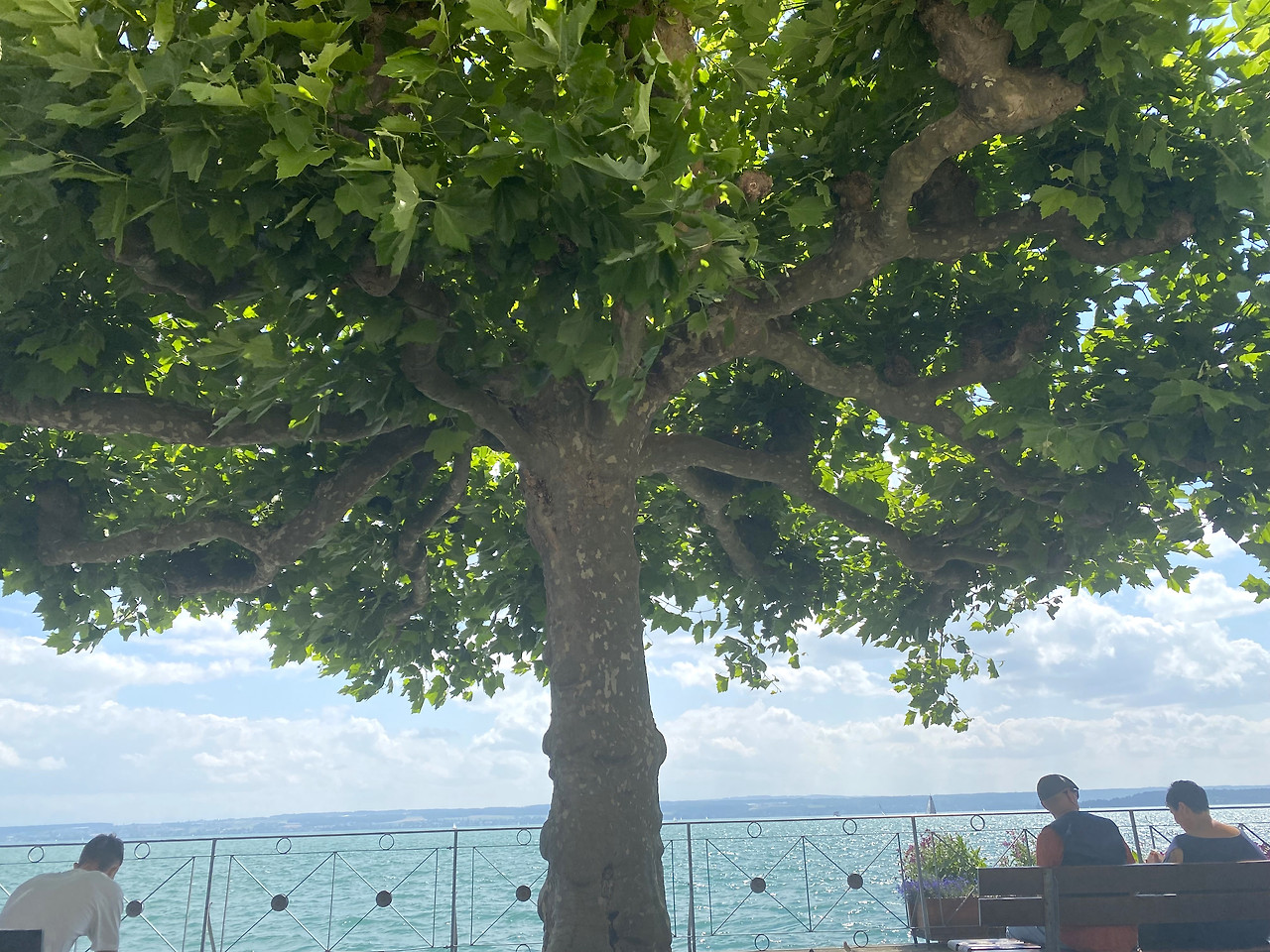 메어스부르그 나무1.jpg