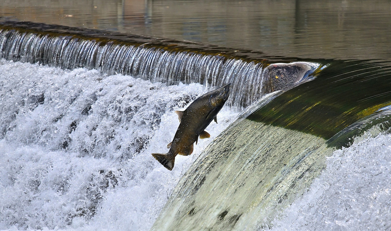 salmon-4559285_1920.jpg