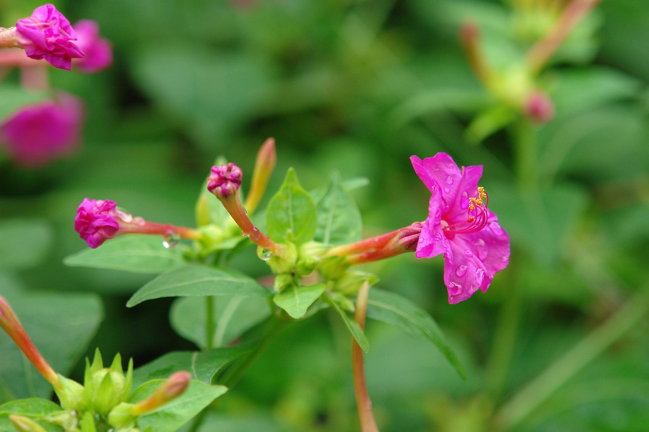 minutes-flower-4534772_1920 (1).jpg