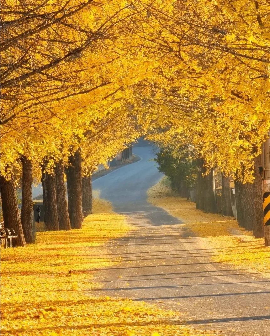 2 매년 가을이면 노란 단풍을 즐기러 전국에서 수많은 사람들이 이곳 의동마을을 찾는다..jpg
