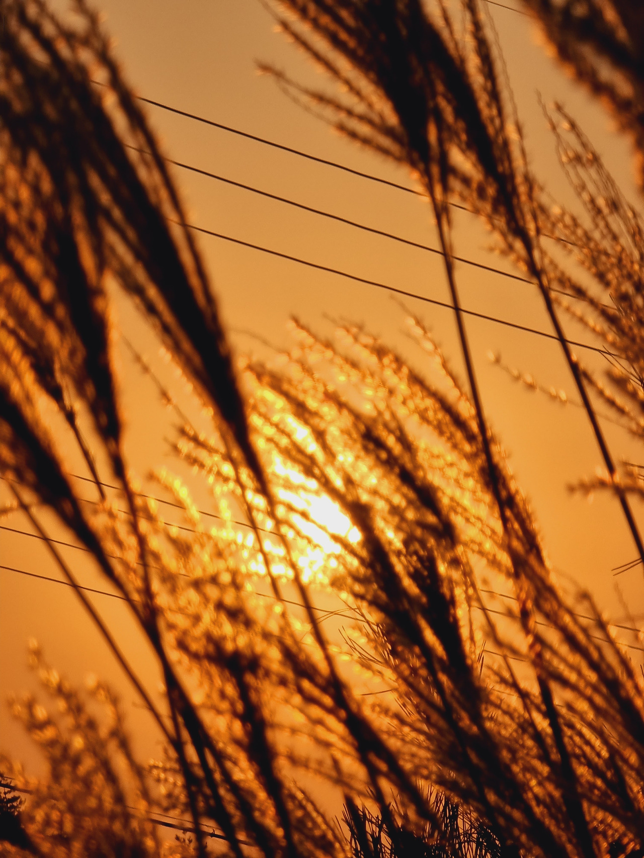 9 갈대 사이로 지는 해가 운치있어 보인다..jpg