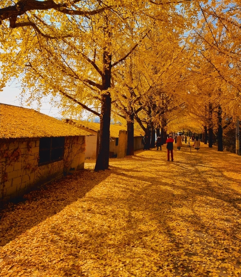 3 소 막사의 지붕 위를 뒤덮은 노란 은행나무잎은 이곳의 트레이드마크가 됐다..jpg