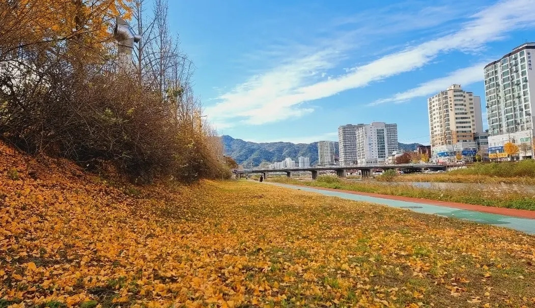 4 거창의 중심을 가로지르는 이 하천의 폭은 꾀나 길고 넓으며, 가을이면 강변 산책로를 따라 노랗게 물든 은행나무잎이 장관을 이룬다..jpg