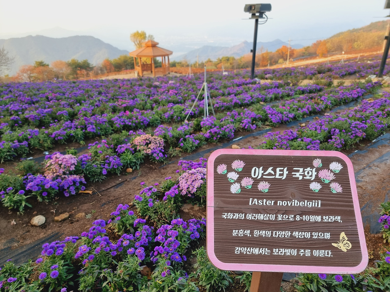 6 별바람언덕은 특히 아스타국화 축제 때 방문하면 환상적인 풍경을 만끽할 수 있다..jpg