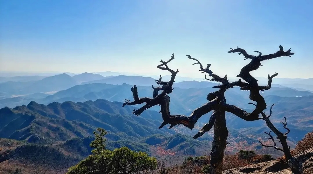 12 가야산 정상부에 가까워지면서 고풍스런 자태를 뽐내는 고목들이 보이기 시작한다..jpg