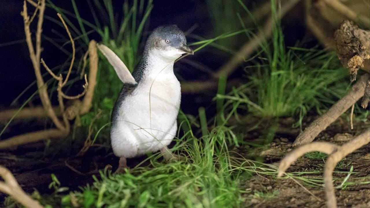 penguin-flapping-wings.jpg