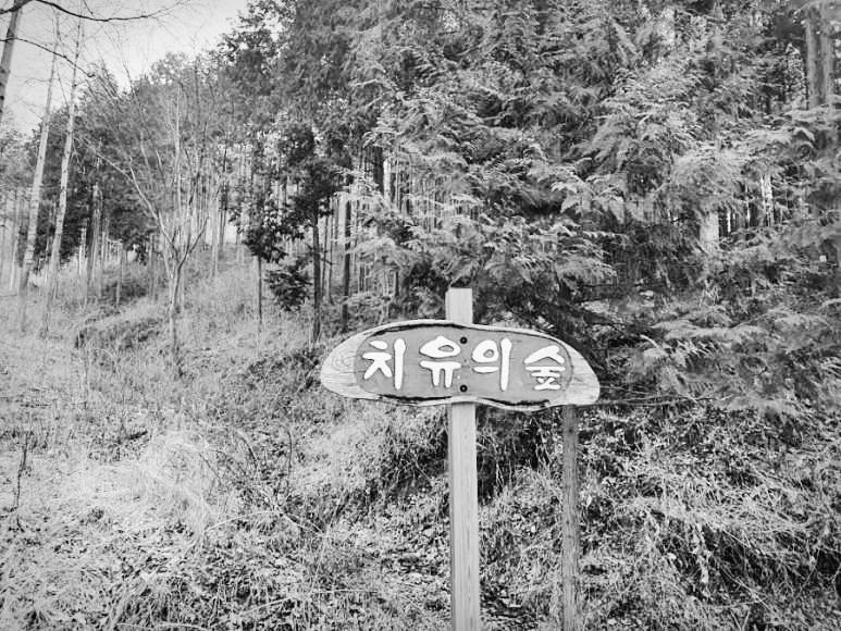 치유의 숲.jpg