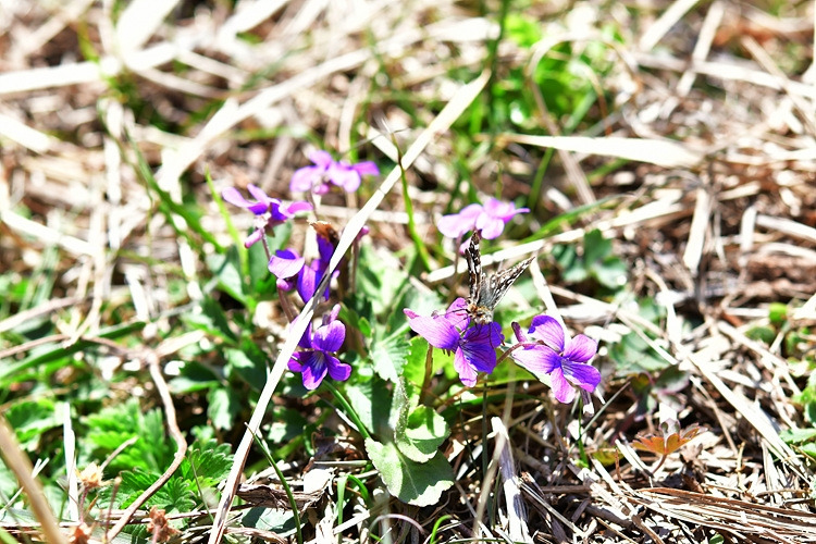 흰점팔랑나비 제비꽃류 DSC_7194.jpg