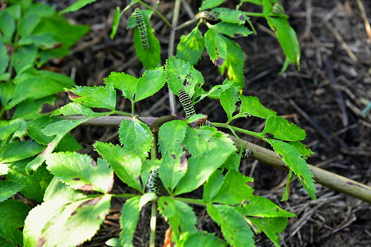 산호랑나비  애벌레  DSC_4064.jpg