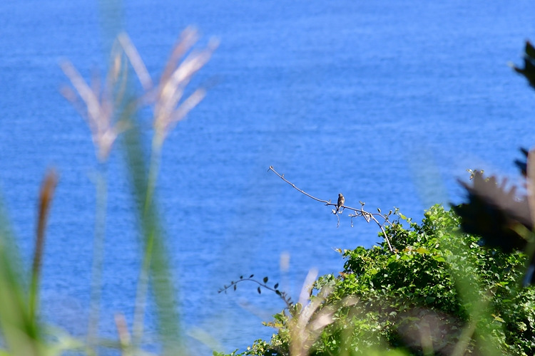 방울새 DSC_8433.jpg